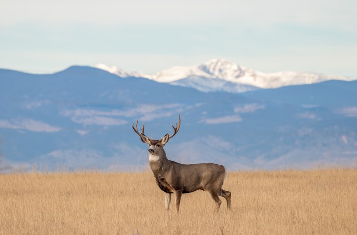 Majestic Mule Deer Standing in Open Field with Mountains