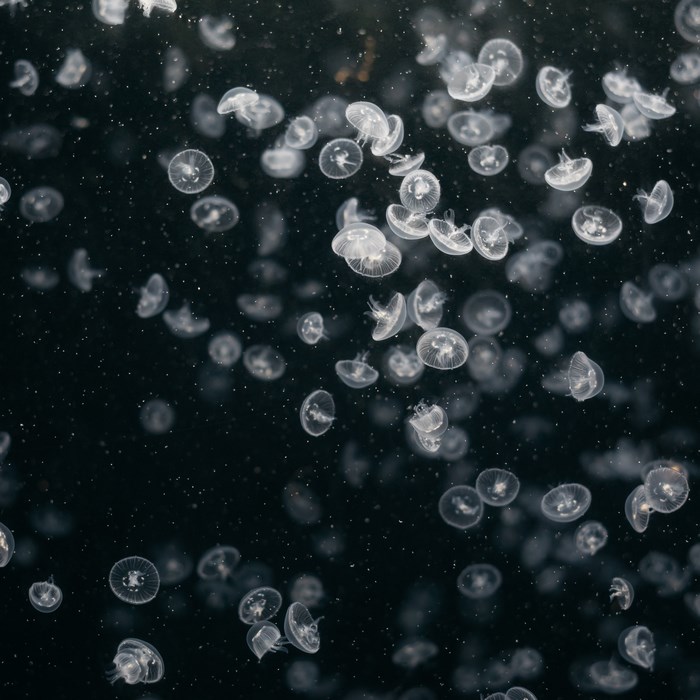 A multitude of jellyfish in dark water