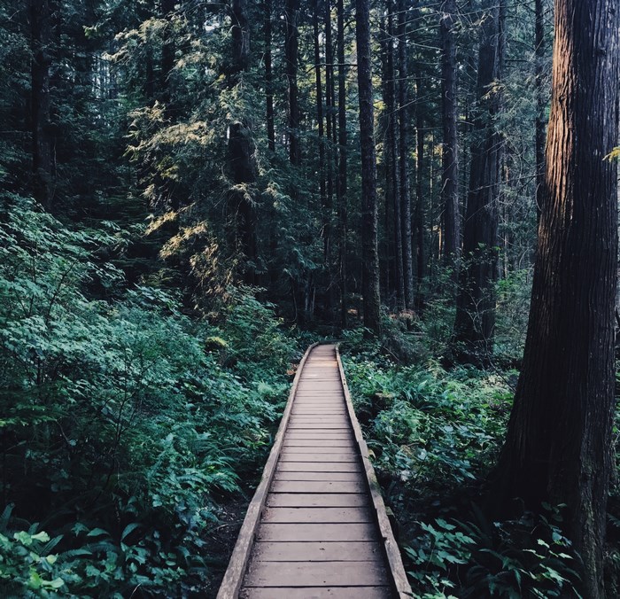 Wooden boardwalk through a dense forest in Vancouver
