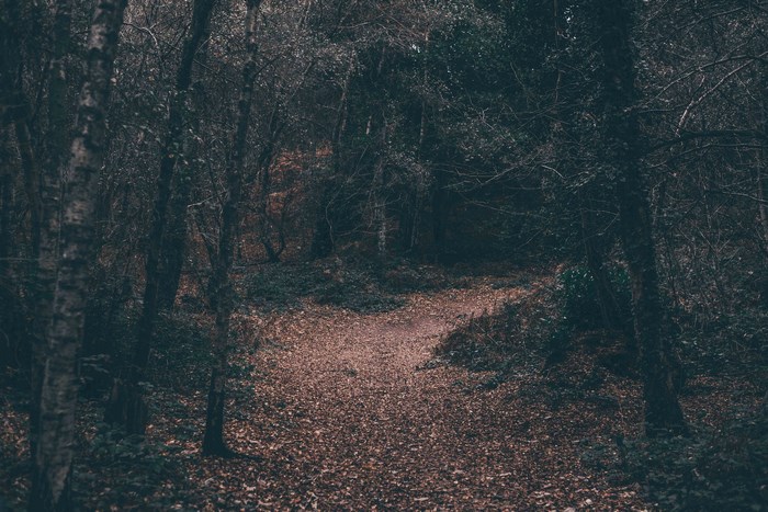 A dark, winding path through a forest in autumn
