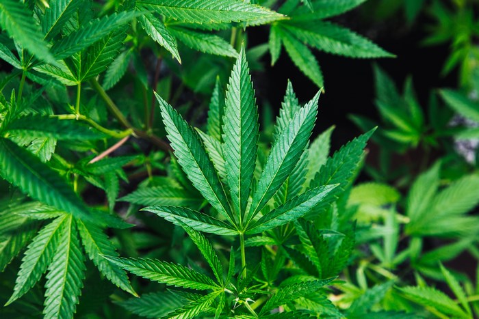 Close-up of Vibrant Green Marijuana Leaves