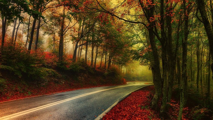 Road through an autumn forest with mist