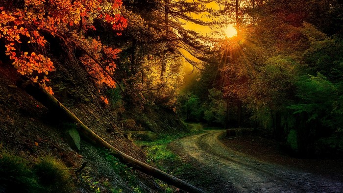 Forest path with autumn trees and sunset sun rays