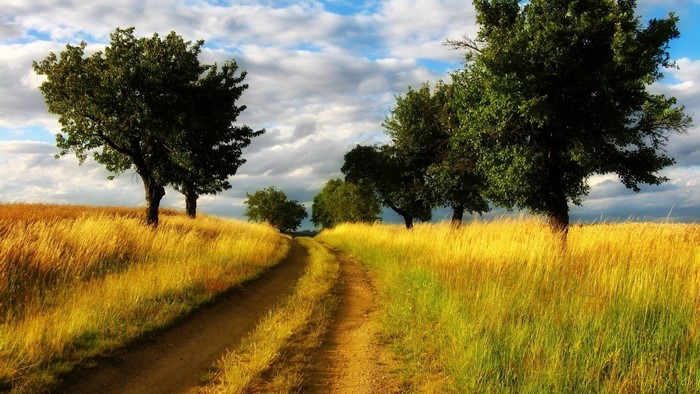 Dirt road through a golden field with trees