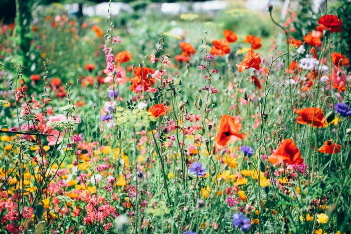 Field of colorful wildflowers including poppies