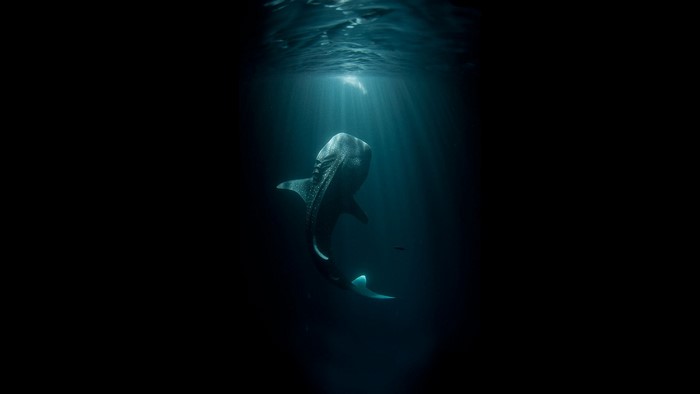Whale shark swimming in dark ocean under light rays