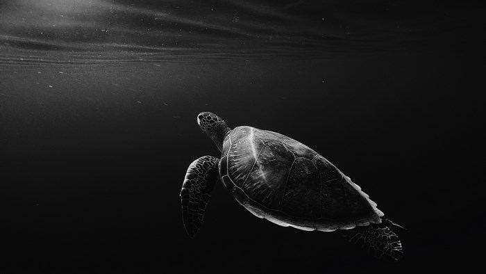 Monochrome underwater shot of a sea turtle swimming