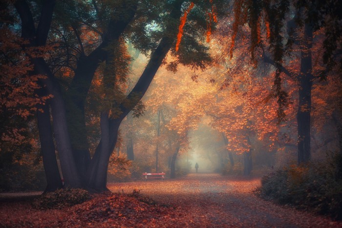 Autumn park path with trees and mist