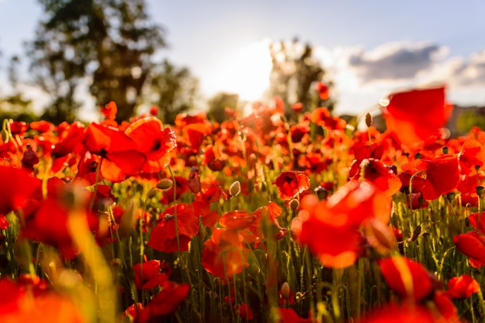 Field of red poppies at sunset in Spain