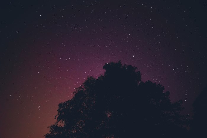 Silhouette of a tree against a starry purple night sky