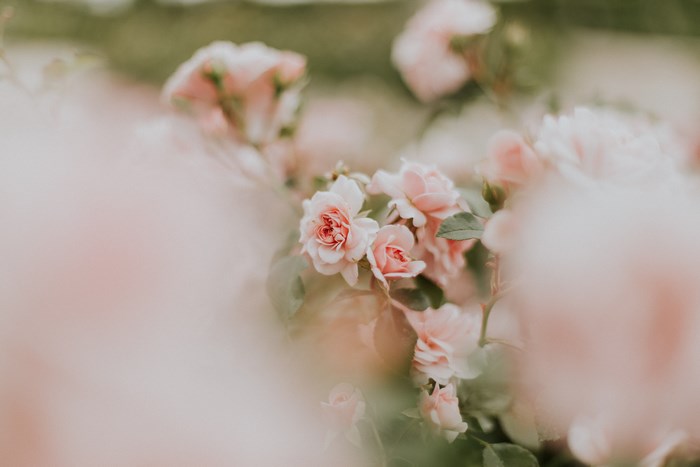 Pink roses in a garden with shallow depth of field