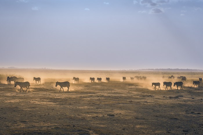 Zebras migrating across a dusty African savanna