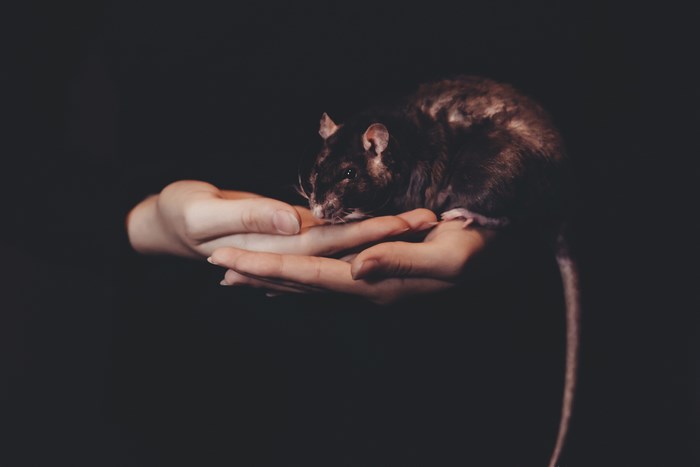Rat held in cupped hands against a dark background