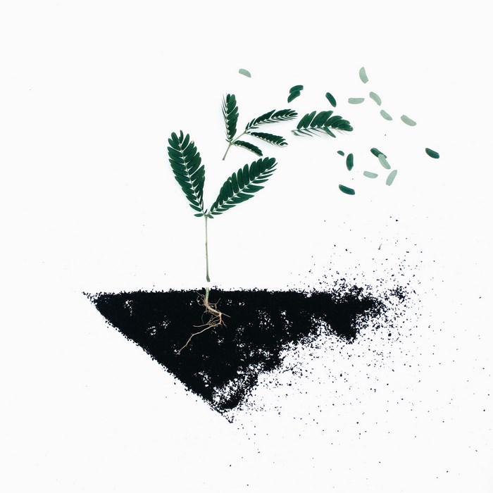 Plant growing from disintegrating triangular soil