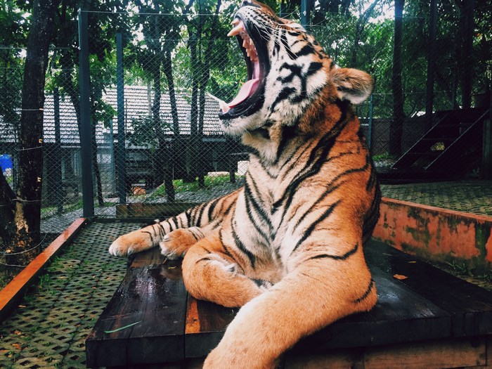 Tiger yawning in a zoo enclosure