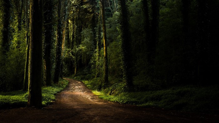 Forest path with trees and greenery