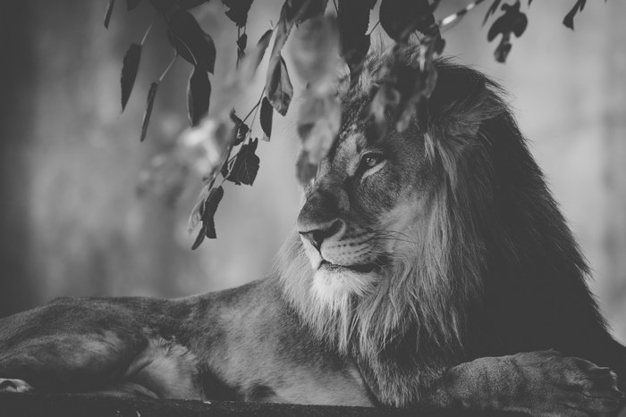 Black and white portrait of a lion with leaves