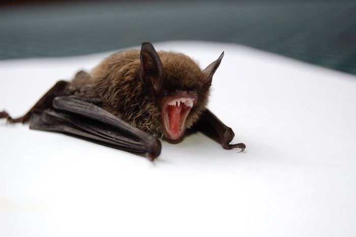 A bat with its mouth open and teeth bared