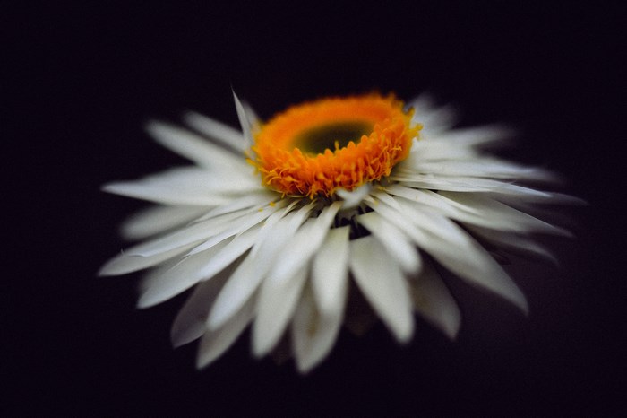 Close-up of a white daisy with an orange center