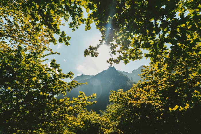 Sunlit Mountain View Through Lush Green Trees in Hawaii