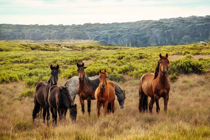 A herd of horses in a grassy field with a forest in the background