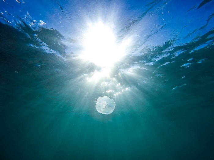Jellyfish swimming in the ocean under sunlight