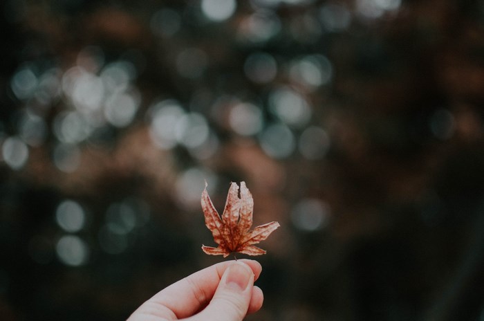 Hand holding a dry autumn leaf with bokeh background