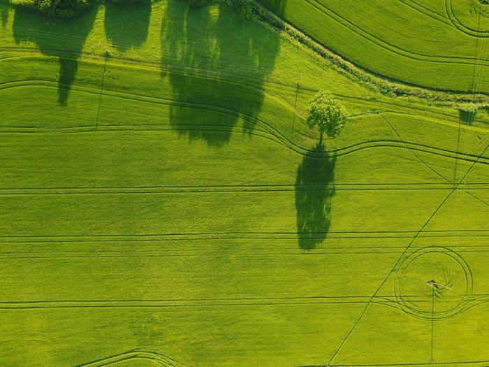 Aerial view of a green field with a lone tree