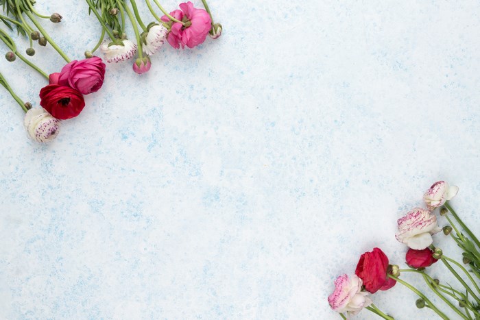 Pink and red ranunculus flowers on a blue textured background