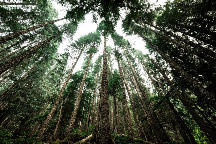 Looking up at tall trees in a forest