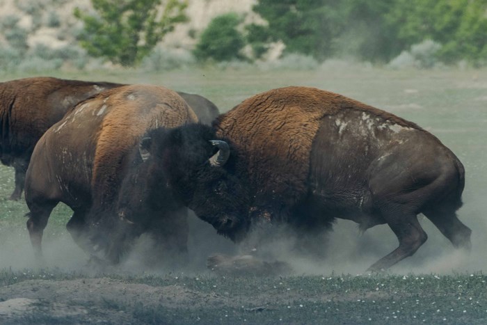 Bison duel in dust
