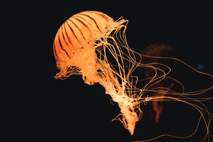 Orange jellyfish with dark stripes swims in dark water