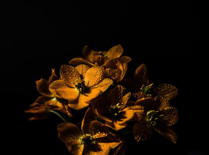 Orange flowers with water droplets on a dark background