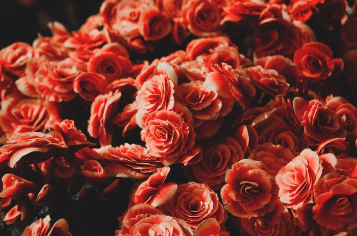Close-up of a cluster of red and orange begonia flowers