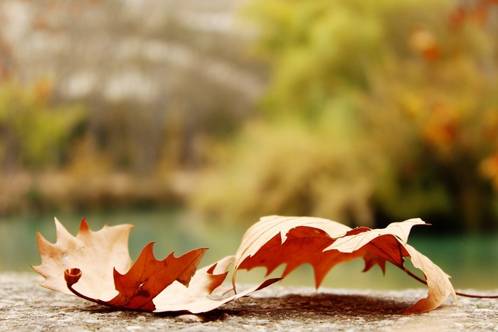 Autumn leaves on a stone surface near a lake