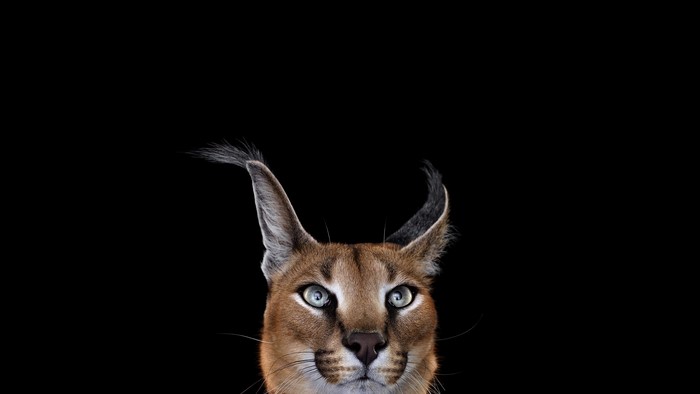 Caracal with tufted ears against black background