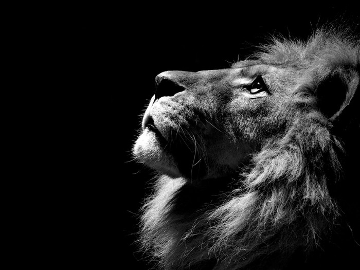 Monochrome close-up of a lion looking up