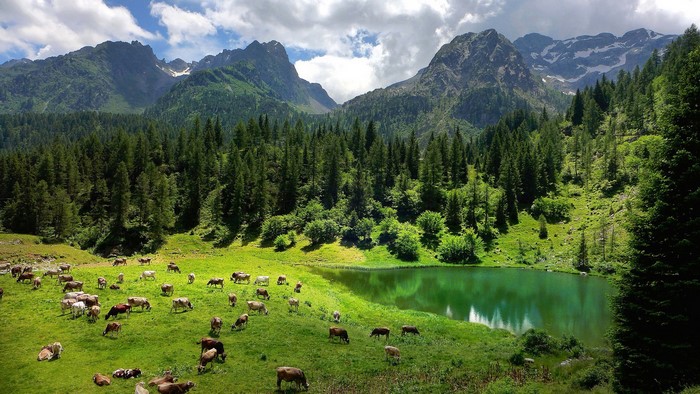 Cows grazing in a mountain meadow by a lake