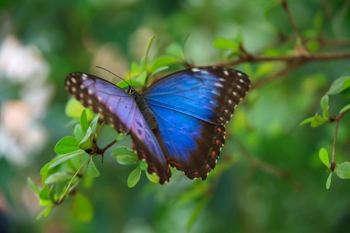 Blue butterfly on a green leafy branch