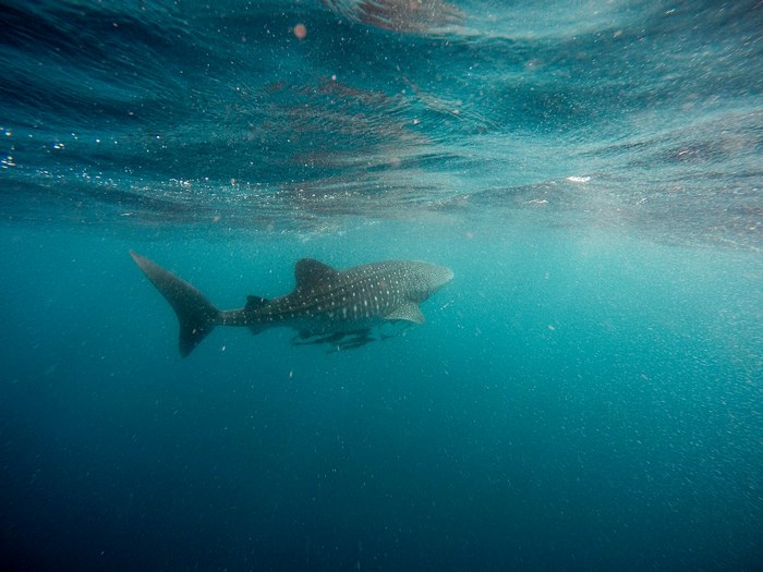 Whale shark swimming underwater in the ocean