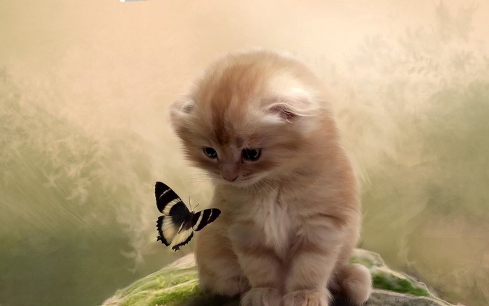 Curious Kitten Watching a Butterfly