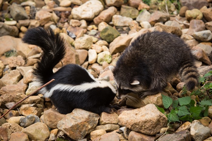 Skunk and raccoon on rocks