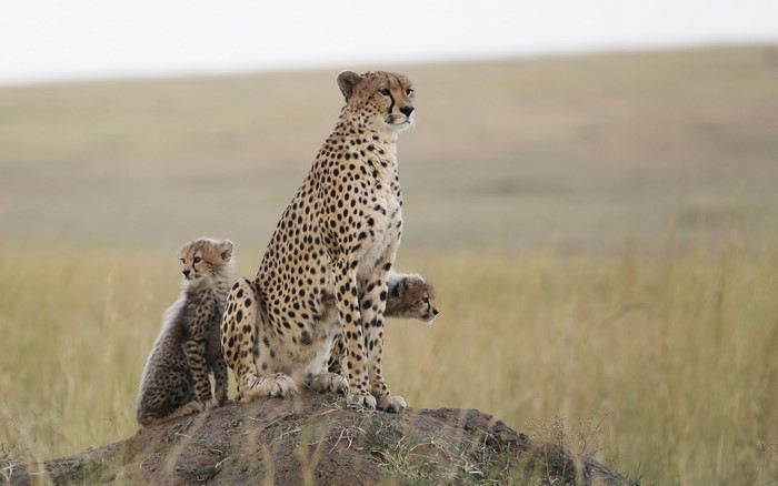Mother cheetah with two cubs sitting on a mound