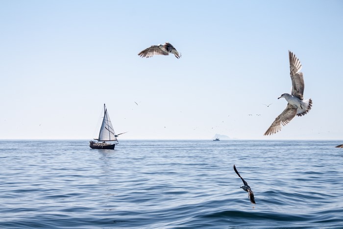 Seagulls flying over the sea near a sailboat