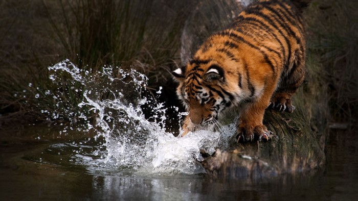 Tiger splashing water on a log