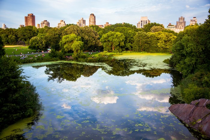 Central Park pond with city skyline and trees