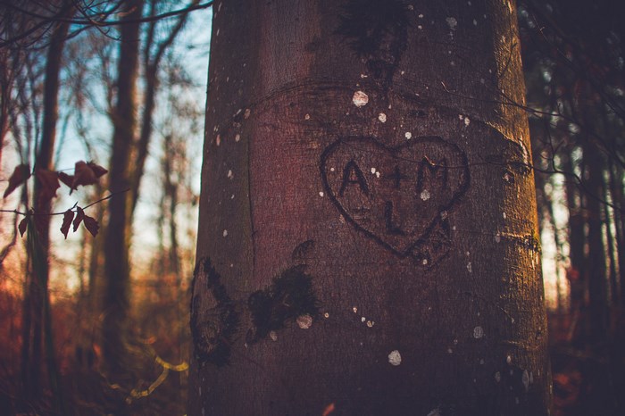 Carved heart with initials on a tree trunk in a forest