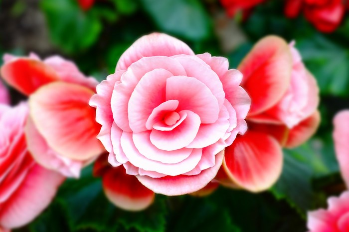 Pink and Red Begonia Flowers in Singapore
