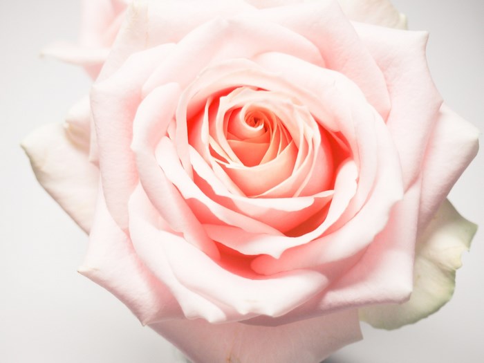 Delicate Pale Pink Rose in Full Bloom