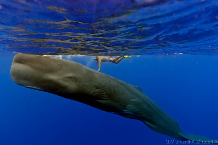 Sperm whale swimming with a snorkeler
